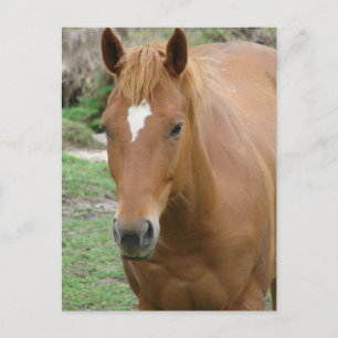 Schottland das Pferd Postkarte