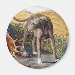 Schottland deerhound magnet