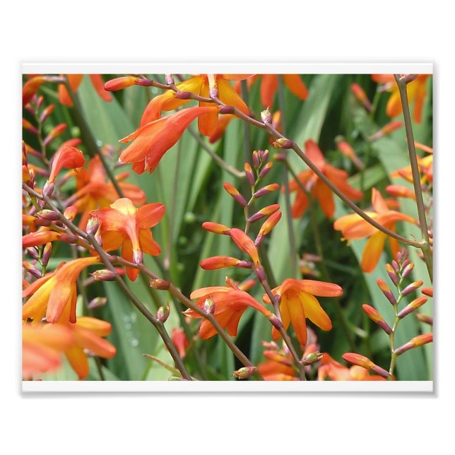 Schottland Florals Fotodruck (Vorne)