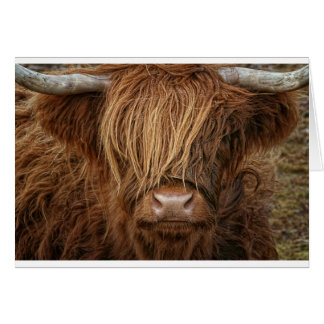 Schottland Highland Cow - Schottland