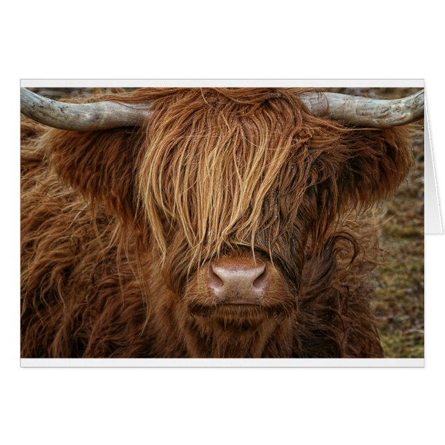 Schottland Highland Cow - Schottland (Vorderseite (Horizontal))