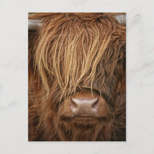 Schottland Highland Cow - Schottland Postkarte