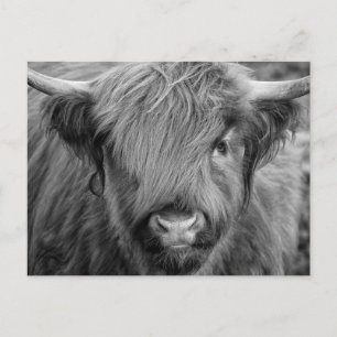 Schottland Highland Cow - Schottland Postkarte