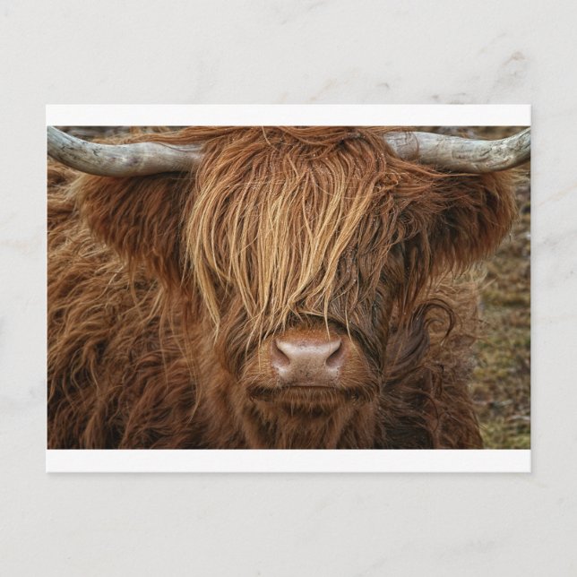 Schottland Highland Cow - Schottland Postkarte (Vorderseite)