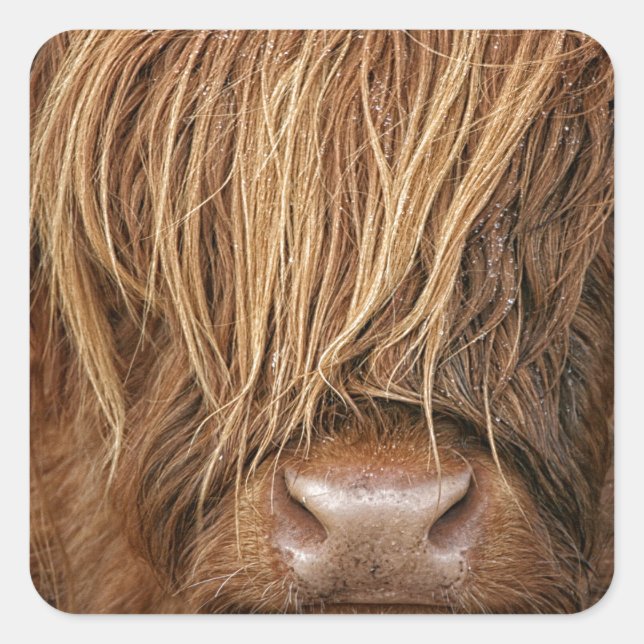 Schottland Highland Cow - Schottland Quadratischer Aufkleber (Vorderseite)