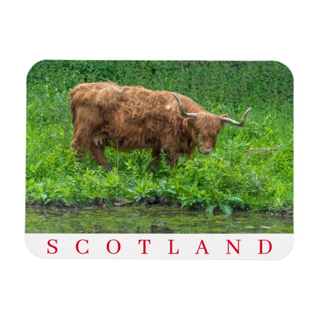 Schottland Highland Kuh Kühlschrankmagnet Magnet (Horizontal)