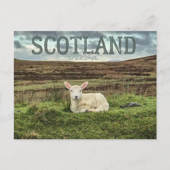 Schottland Highlands Sheep Landschaftlich Travel P Postkarte (Vorderseite)