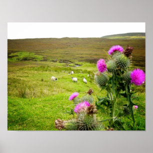 Schottland-Hochland-Distel-Landschaftsplakat Poster