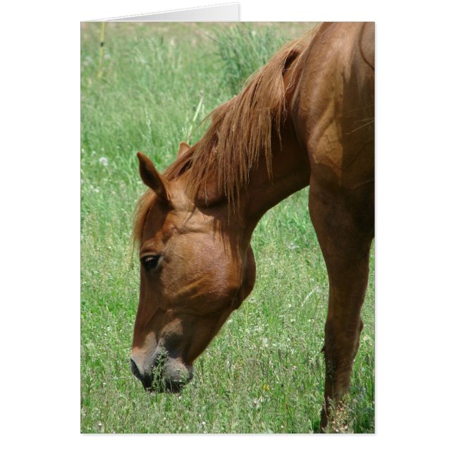 Schottland im Frühsommer (Vorne)