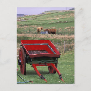 Schottland, Insel Skye, Kilmuir. Farm Animals Postkarte