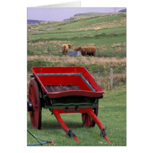 Schottland, Insel Skye, Kilmuir. Nutztiere
