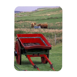 Schottland, Insel Skye, Kilmuir. Nutztiere Magnet