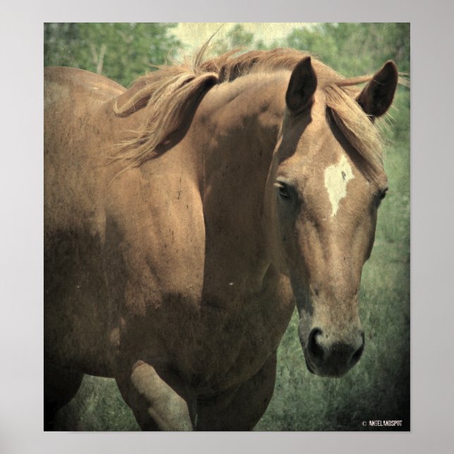 Schottland Poster (Vorne)