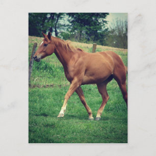 Schottland Postkarte