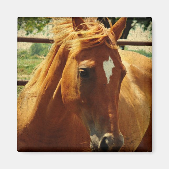 Schottlands Gesicht Magnet (Vorne)