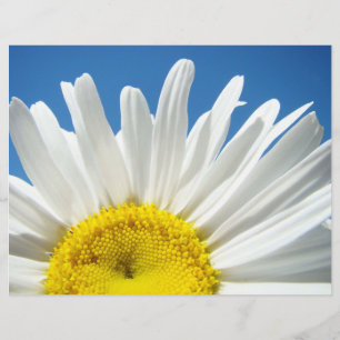 Schrappbuchpapier Weiße Gänseblümchen Blumen Blaue