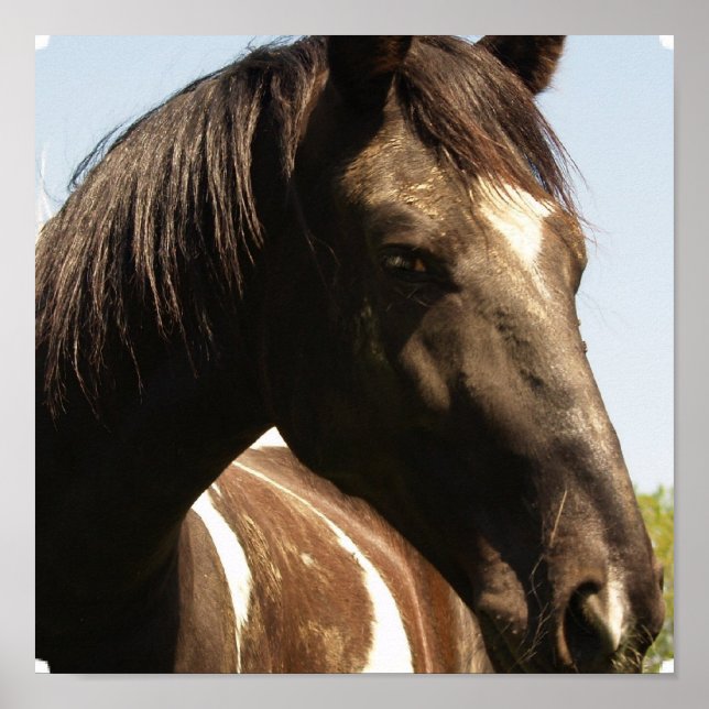 Schreibe-Entwurf für Pferdeposter drucken Poster (Vorne)