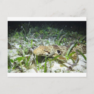 Schreitender Epaulettenhai in den Raja-Ampat-Insel Postkarte