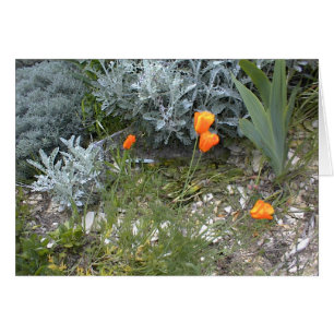 Schrifts-Karte: CA-Mohnblumen