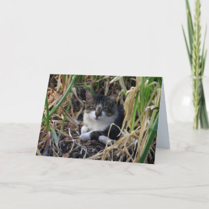 Schüchterne Jungen-Miezekatze-Raum-Gruß-Karte Karte