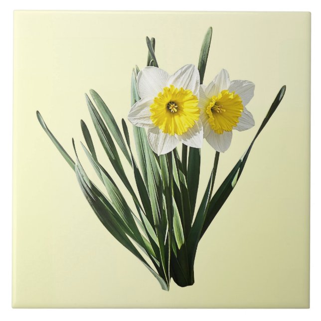 Schüchterne kleine Narzisse Fliese (Vorderseite)