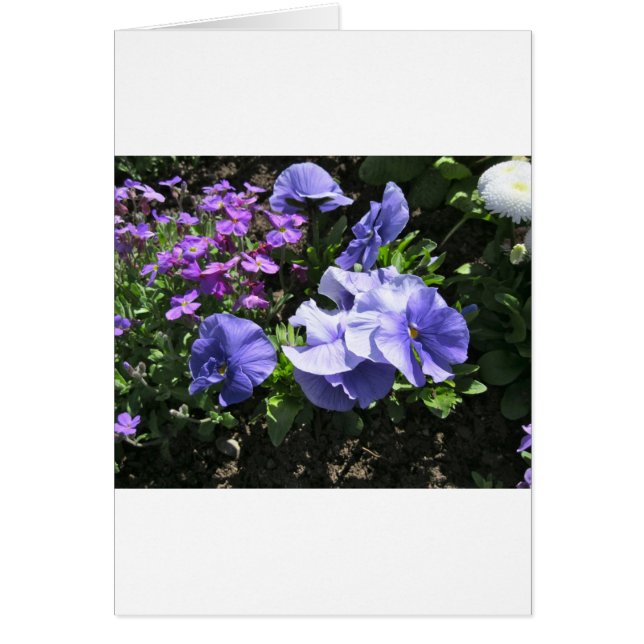 Schüchterne Lila Stiefmütterchen (Vorne)