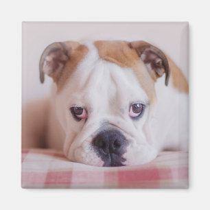 Schüchterner englischer Bulldoggen-Welpe Magnet