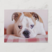 Schüchterner englischer Bulldoggen-Welpe