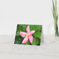 Schüchterner Hibiskus