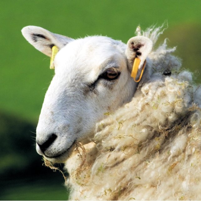 SCHUHE FLASCHENÖFFNER (A photographic design of a cute sheep.)