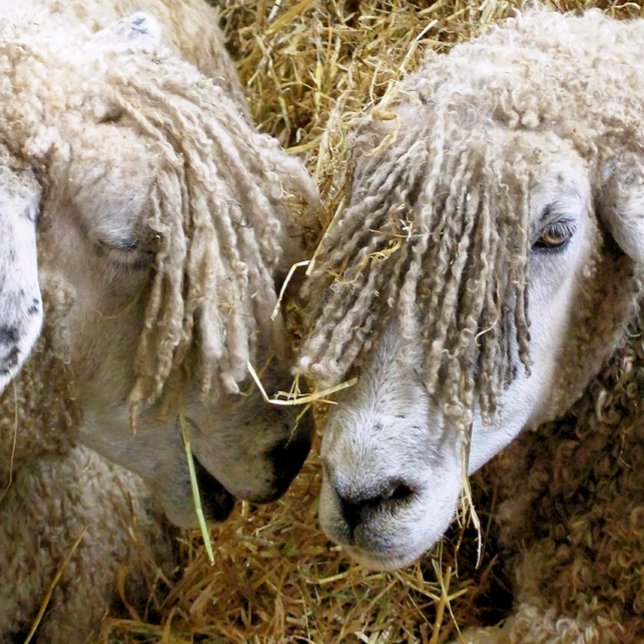 SCHUHE GOLFBALL (Von Creator hochgeladen)