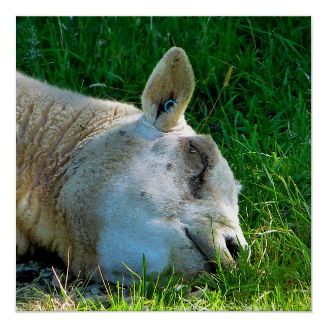 SCHUHE POSTER (Vorderseite)