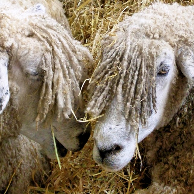 SCHUHE QUADRATISCHER AUFKLEBER (Two beautiful Cotswold sheep captured photographically.)