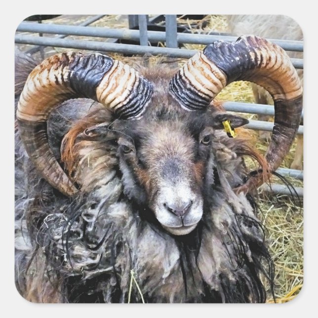 SCHUHE QUADRATISCHER AUFKLEBER (Vorderseite)