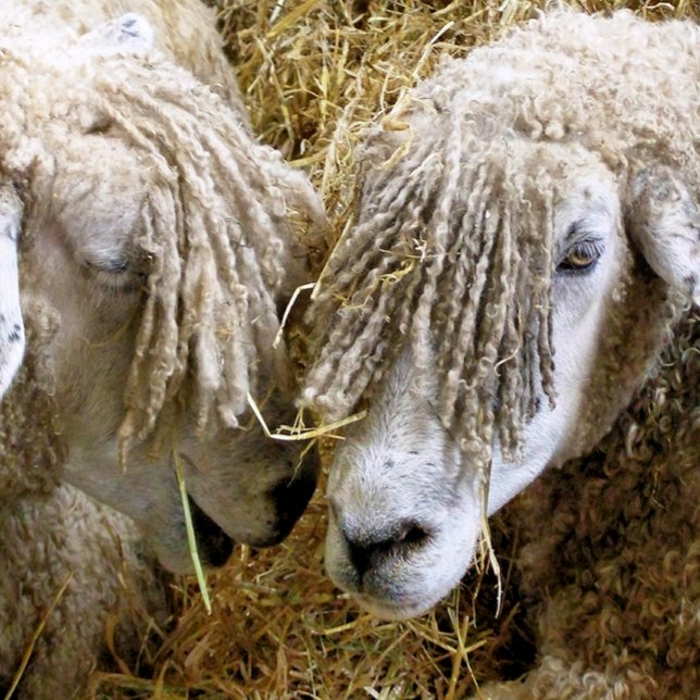 SCHUHE T-Shirt (Von Creator hochgeladen)