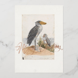 Schuhschnabel-Storch 1887 Druck Zoologica Afrika Folien Feiertagskarte