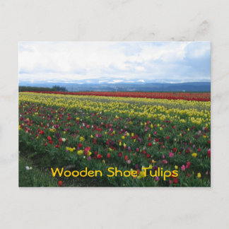 Schuhtulips aus Holz Postkarte