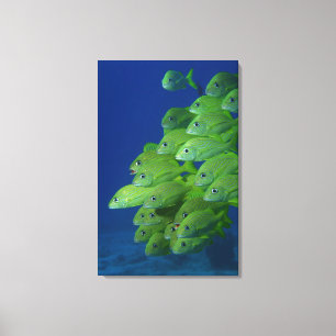 Schule der bluestripted und marginalisierten Grunt Leinwanddruck