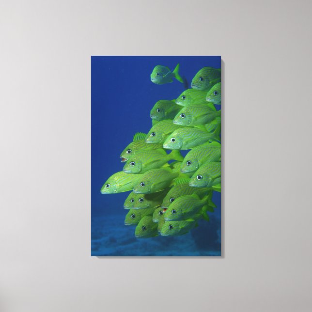 Schule der bluestripted und marginalisierten Grunt Leinwanddruck (Vorderseite)