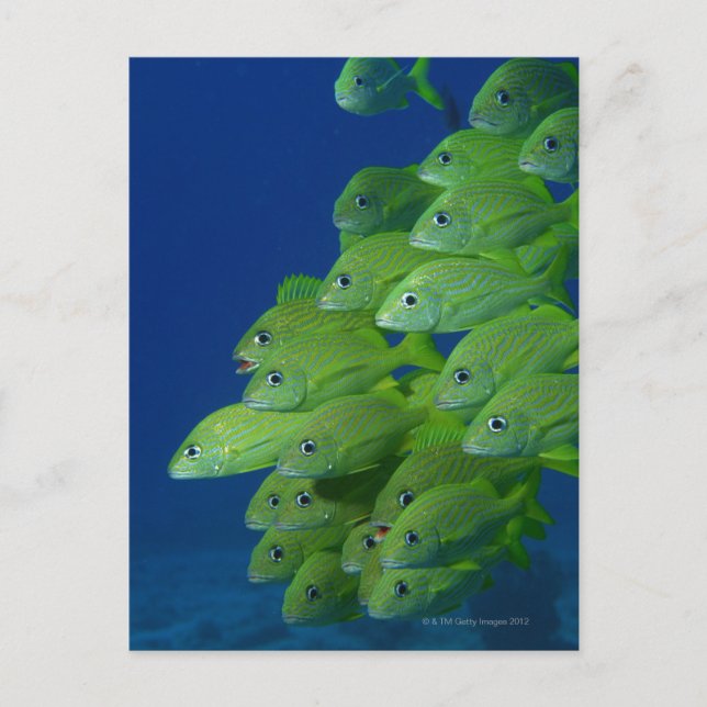 Schule der bluestripted und marginalisierten Grunt Postkarte (Vorderseite)