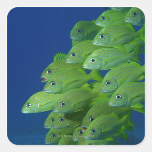 Schule der bluestripted und marginalisierten Grunt Quadratischer Aufkleber