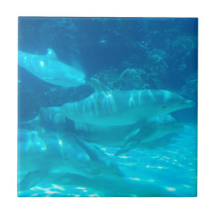 Schule der Delphin-Fliese Fliese