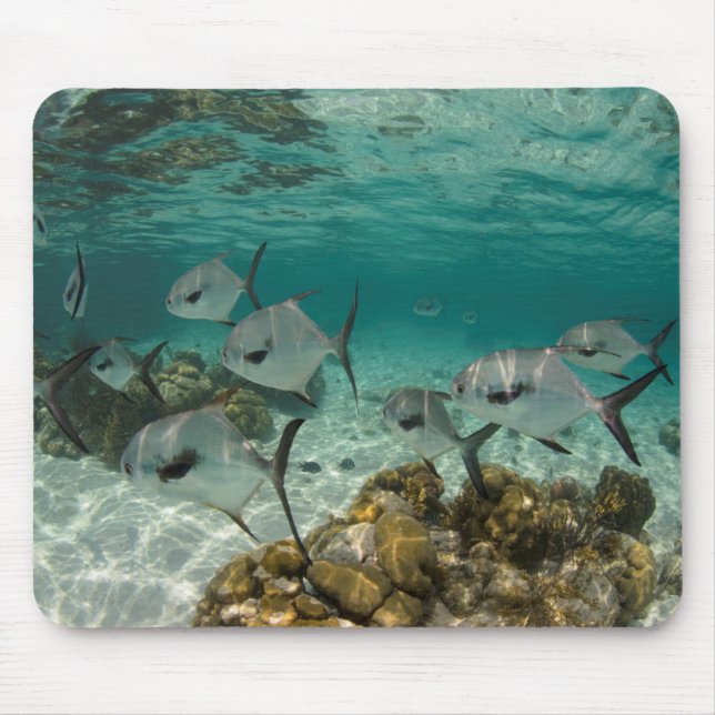 Schule der erlaubten Fische Mousepad (Vorne)