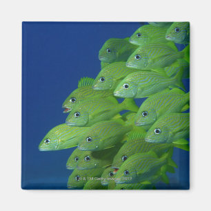 Schule der Franzosen bluestriped und des margate Magnet