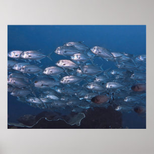 Schule der Jack Poster