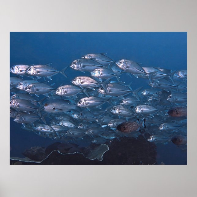 Schule der Jack Poster (Vorne)