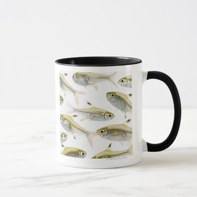 Schule der Tetra- Fische des Röntgenstrahls Tasse (Rechts)