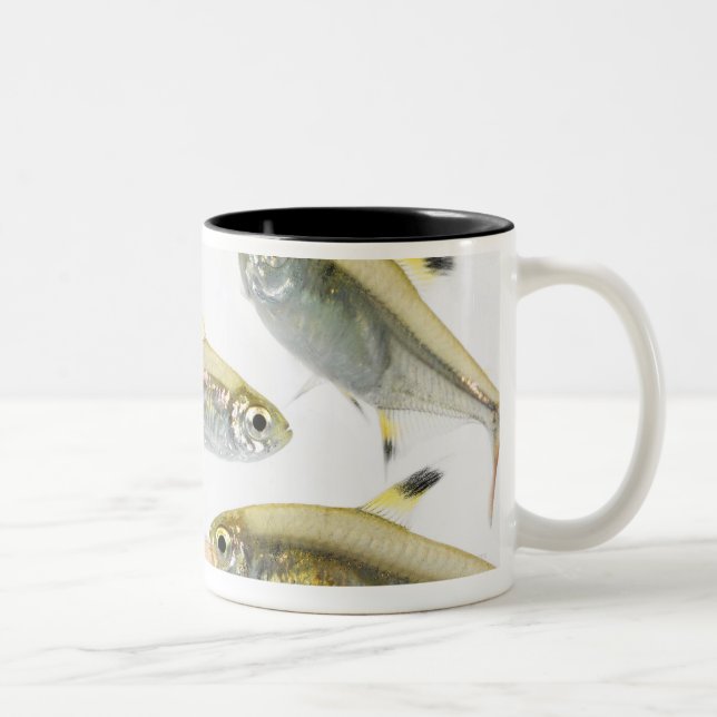 Schule der Tetra- Fische des Röntgenstrahls Zweifarbige Tasse (Rechts)