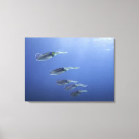 Schule für Tintenfisch in der Karibik