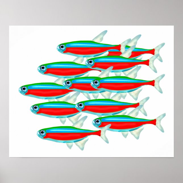 Schule Neon Tetras Poster (Vorne)
